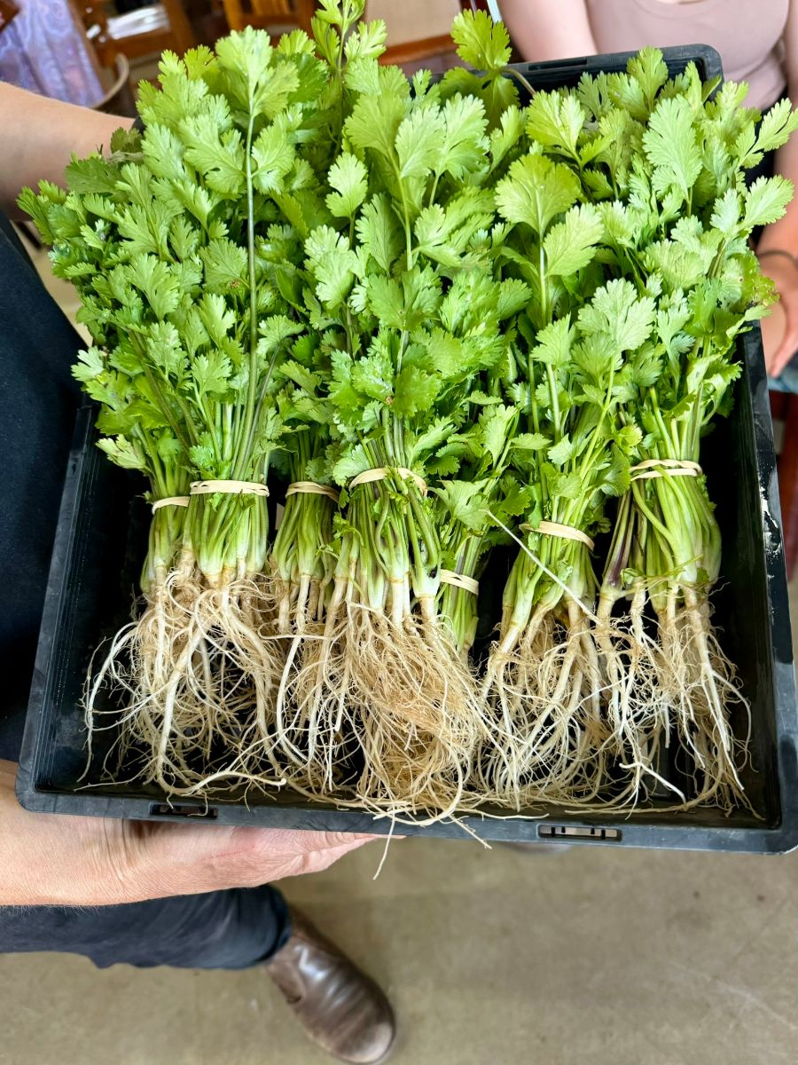 A black crate filled with bundled cilantro, with bright green leaves and long roots still attached. Several people’s arms and hands hold the crate at the edges.