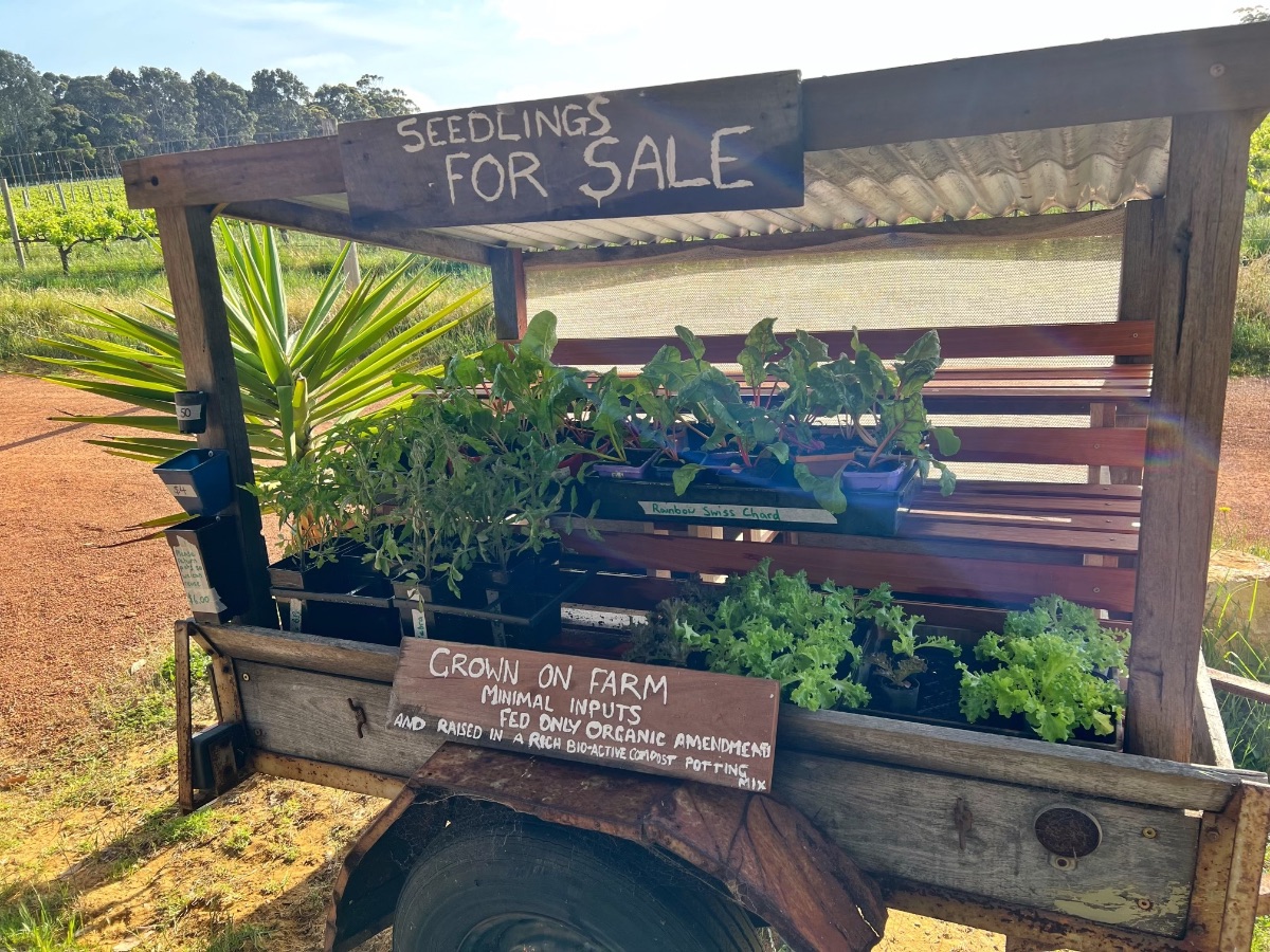 Wooden roadside stand on a trailer filled with trays of leafy vegetable seedlings, with a hand-painted sign reading “SEEDLINGS FOR SALE” above. A second sign on the front reads “GROWN ON FARM,” and fields and trees are visible in the background.