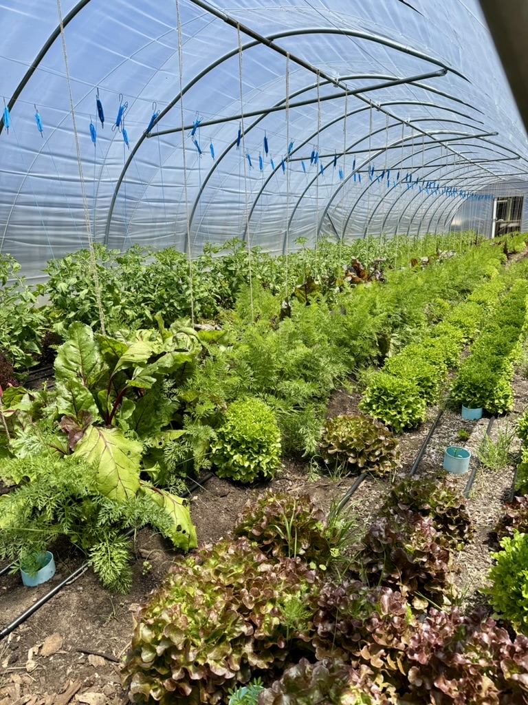 Rows of leafy greens and herbs grow in soil beds inside a plastic-covered hoop house, with drip irrigation lines running along the rows. Metal hoops and hanging strings with blue clips line the arched ceiling.