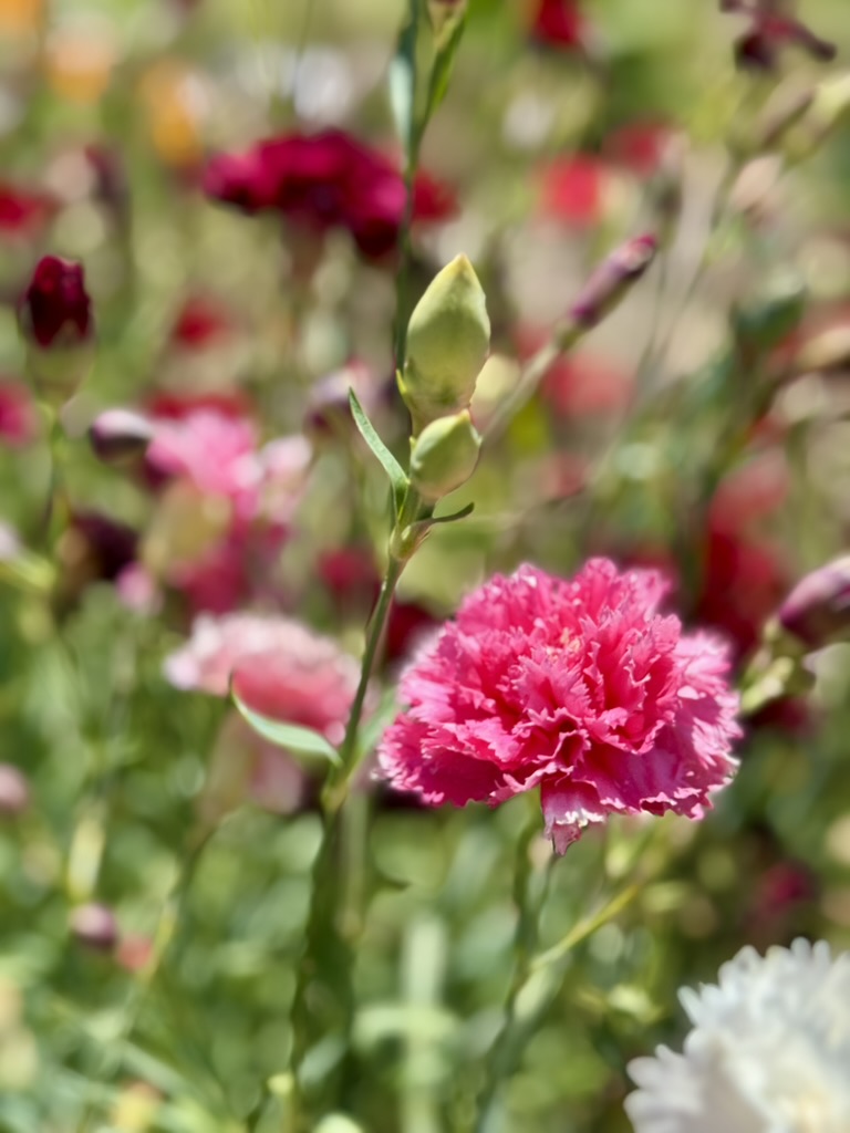 Close-up of a bright pink, ruffled flower on a green stem with buds and leaves. The background is softly blurred with other pink flowers and greenery.