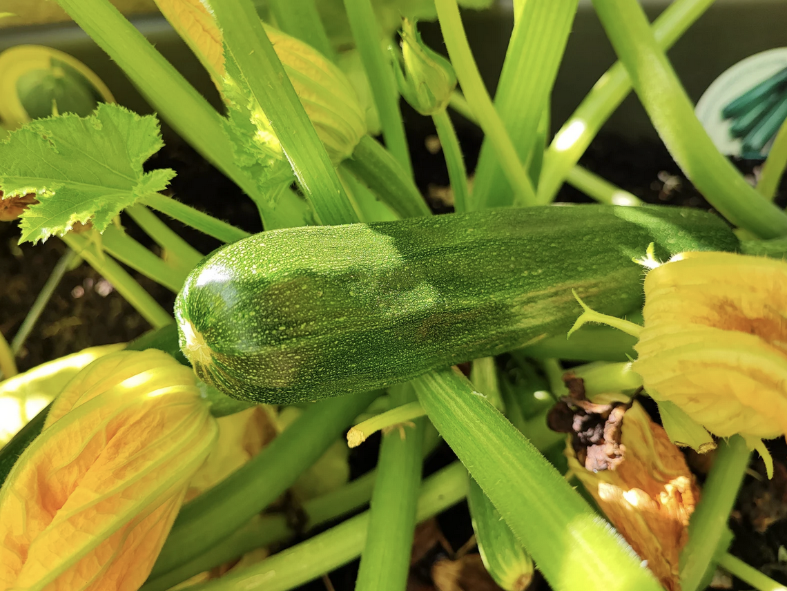 Close-up of a dark green zucchini growing on the plant among thick green stems and leaves. Yellow squash blossoms surround the zucchini in sunlight.
