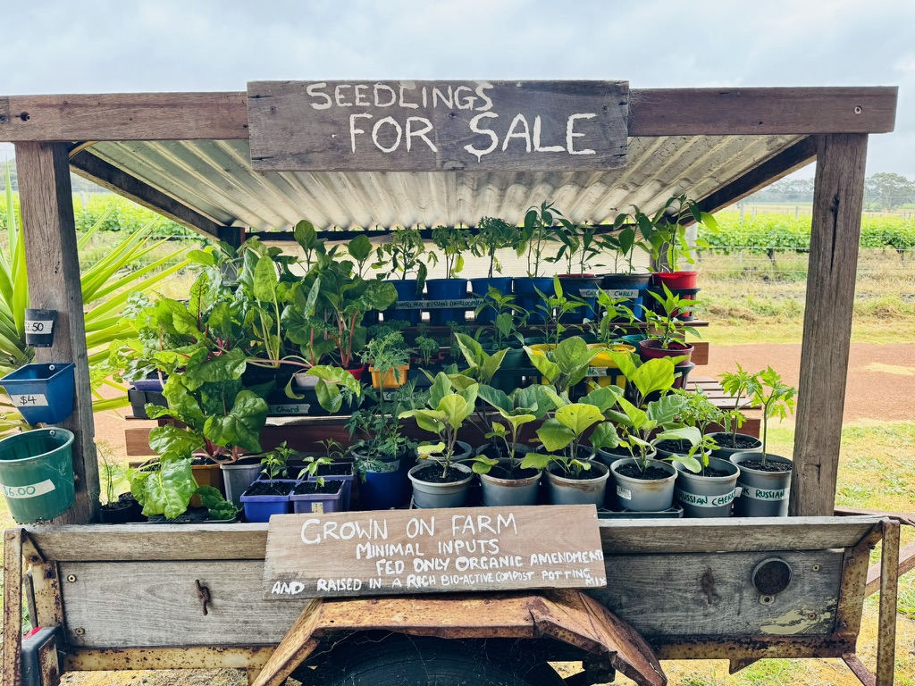 Wooden seedling stand with a corrugated metal roof, filled with assorted potted vegetable seedlings in trays and buckets. Hand-painted signs read “SEEDLINGS FOR SALE” and “GROWN ON FARM,” with additional small price labels on the sides.