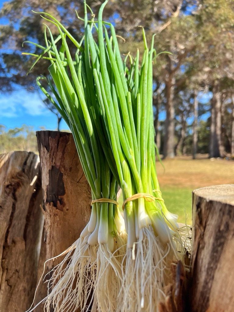 Two bunches of fresh green onions with white bulbs and long roots are tied with rubber bands and propped between rough-cut wooden logs. A sunny grassy area with trees and blue sky is blurred in the background.