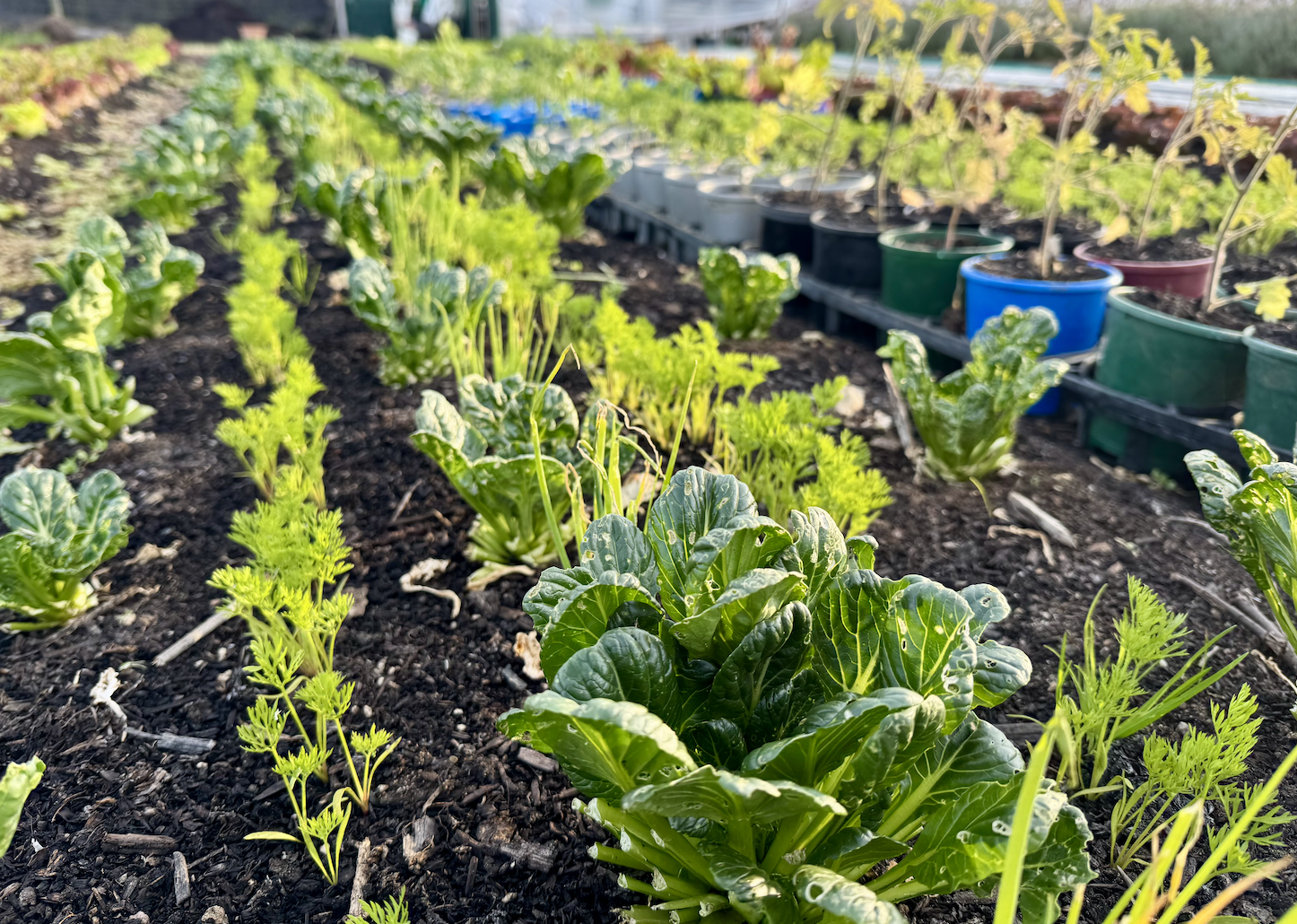 Rows of leafy green plants growing in dark soil, viewed close to the ground. On the right, trays hold colorful pots with small plants lined up in a row.