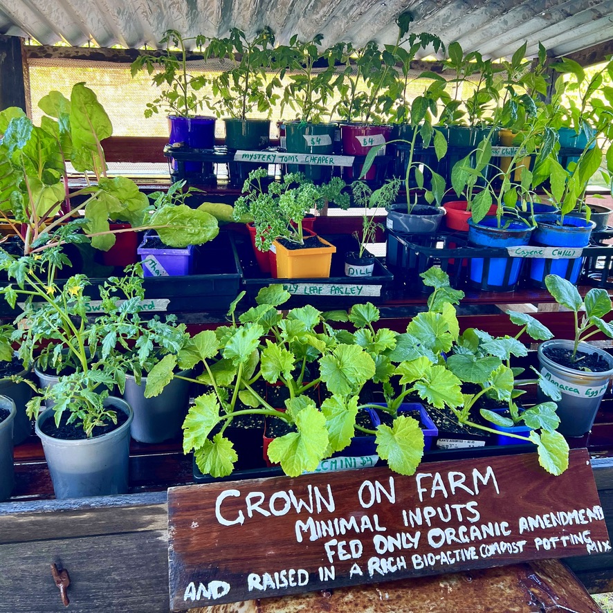 Tiered wooden shelves hold many potted vegetable and herb seedlings in assorted containers, with handwritten labels. A brown sign in front reads “GROWN ON FARM” with additional text about minimal inputs and organic amendments.