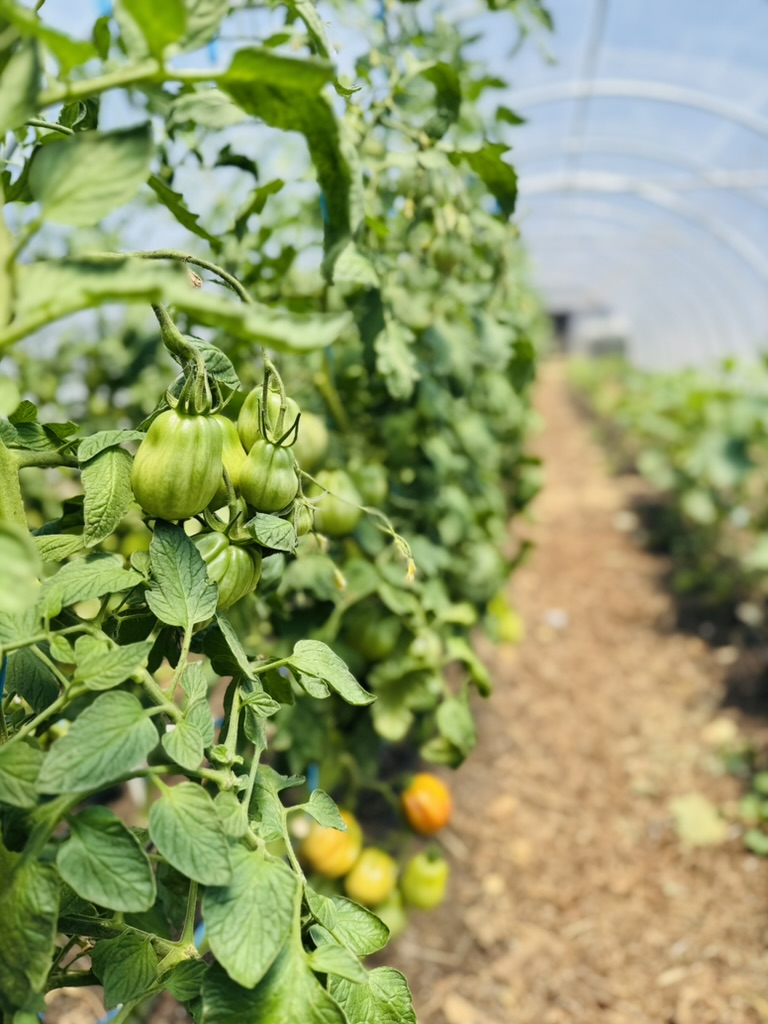 Close-up of green tomatoes growing on a vine inside a polytunnel greenhouse. Rows of tomato plants and a soil path recede into the blurred background.