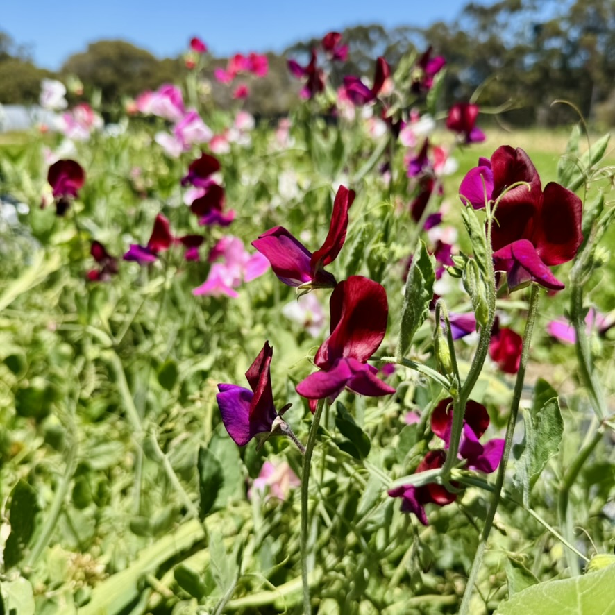 Close-up of purple and pink sweet pea flowers and green vines in a sunlit field. More flowers blur into the background with trees and blue sky visible behind them.