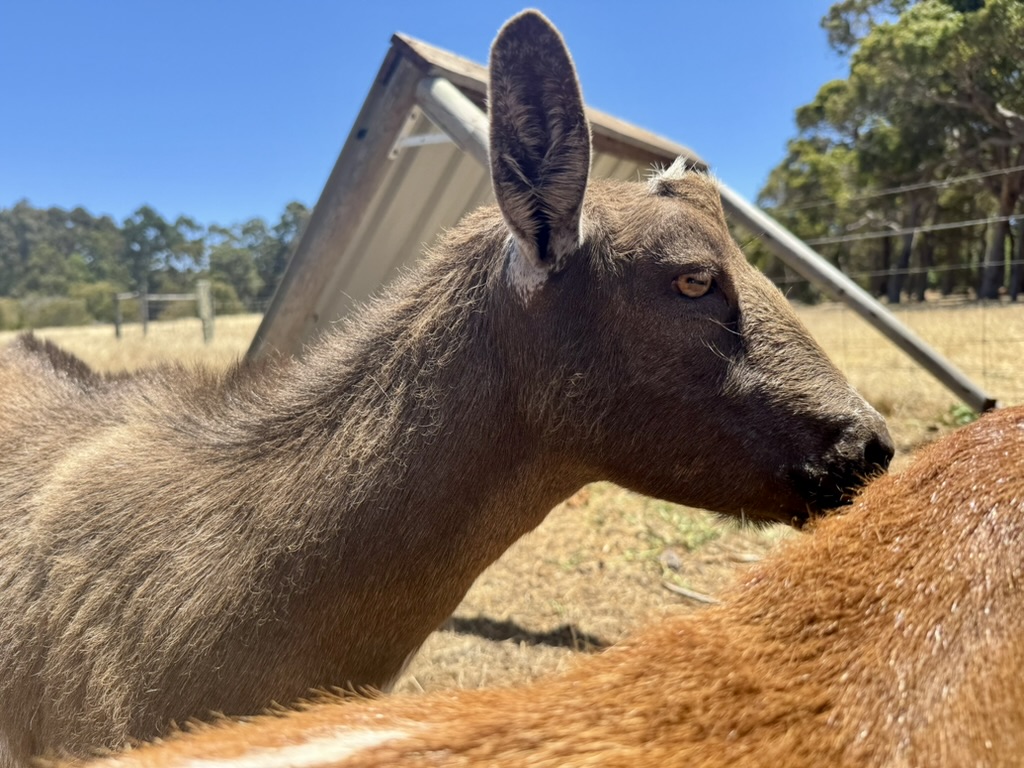 Close-up side view of a brown goat’s head and neck outdoors, with its ear upright and its nose near the back of another animal in the foreground. A small shed roof, fence posts, dry grass, and trees appear in the background under a blue sky.