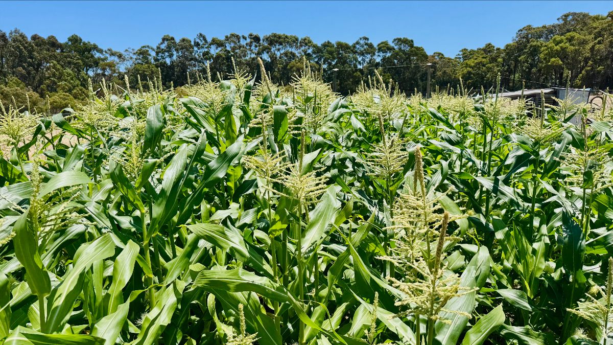 Dense rows of tall green corn plants with pale tassels fill the foreground under a bright blue sky. Trees line the background, with a small farm structure partly visible to the right.