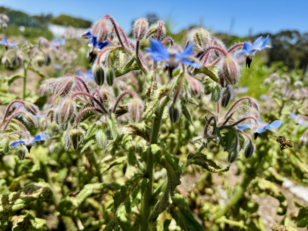Close-up of a flowering plant with fuzzy stems, pinkish buds, and small blue star-shaped blossoms in a garden field. A bee is visible flying near the flowers, with a blurred landscape and blue sky in the background.