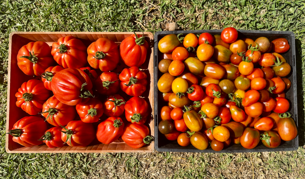 Two crates of tomatoes sit on grass: a wooden crate filled with large, ribbed red heirloom tomatoes and a black crate filled with mixed small tomatoes in red, orange, yellow, and green. Top-down view in bright sunlight.