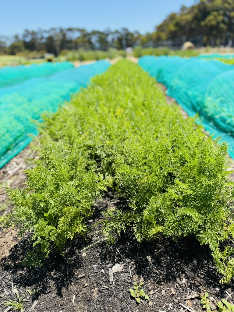 Rows of green leafy crops grow in a field, viewed from ground level down the center row. Turquoise mesh covers the adjacent rows, with trees and blue sky in the background.