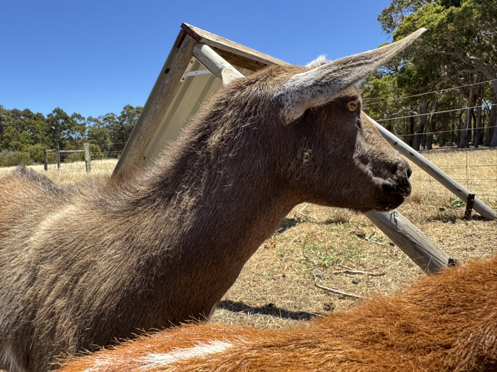Close-up side view of a brown goat with curved horns standing in a dry pasture. A wooden shelter, wire fencing, and trees appear in the background under a clear blue sky.