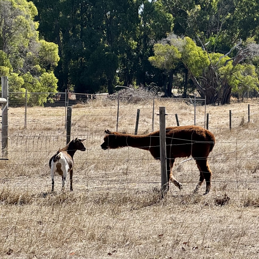 An alpaca stands behind a wire fence in a dry grassy paddock, facing a small goat nearby. Trees and additional fencing are visible in the background.