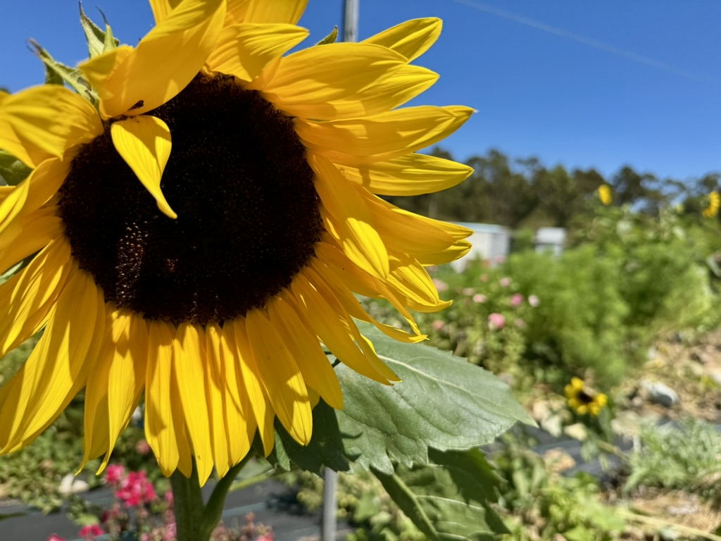 Close-up of a bright yellow sunflower with a dark center filling the left side of the frame. In the blurred background are green garden rows, small flowers, and distant buildings under a clear blue sky.