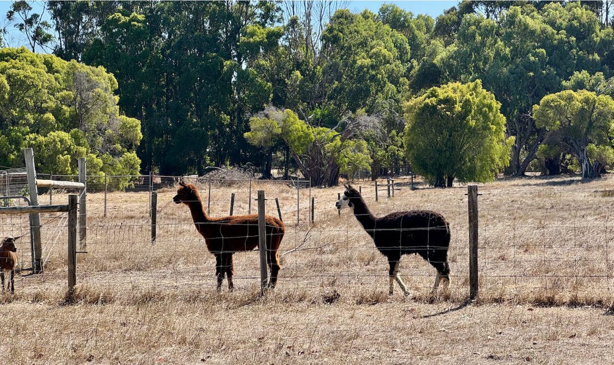 Two alpacas stand in a dry, fenced paddock, one brown and one black-and-white. A line of green trees fills the background under a clear sky.