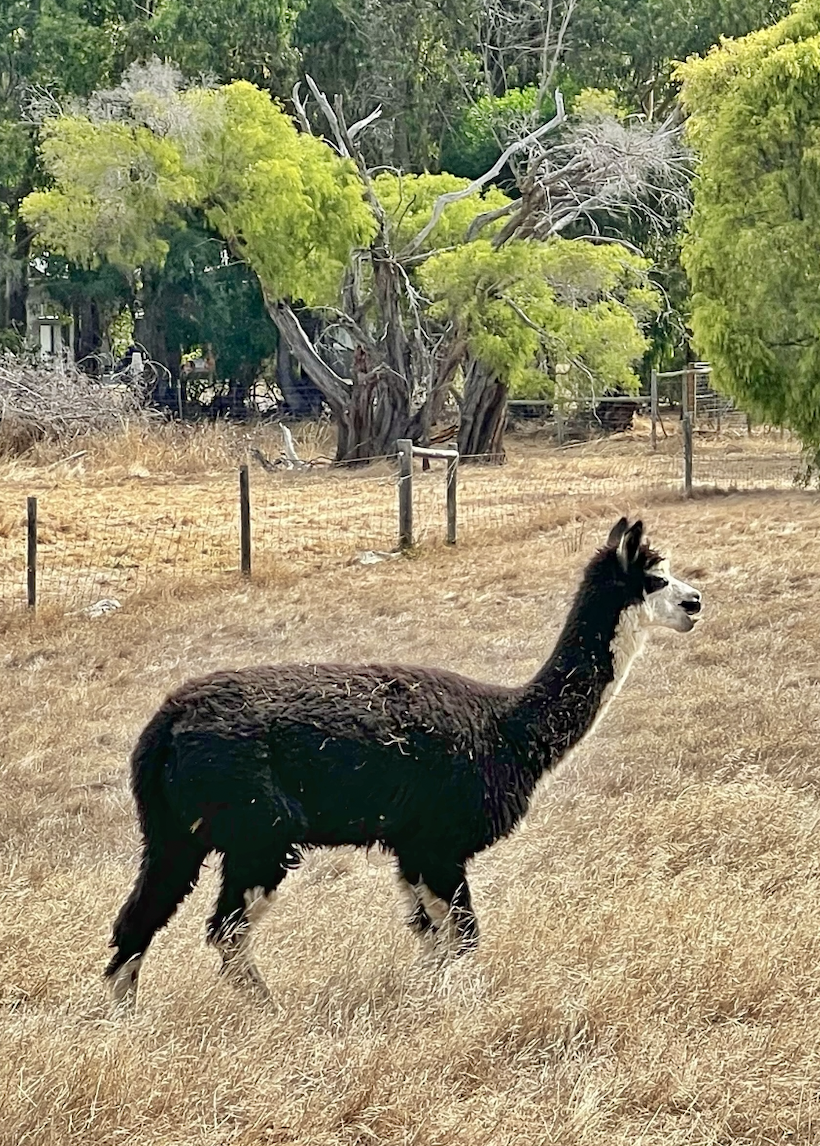 A black-and-white llama stands in a dry grassy paddock beside a wire fence. Leafy green trees and a large gnarled tree fill the background.