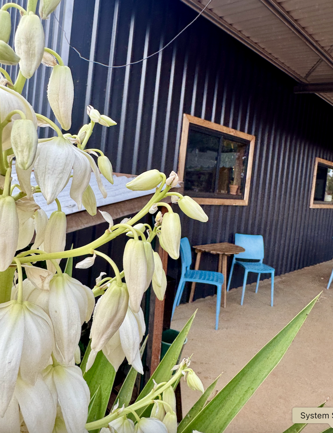 Close-up of white, bell-shaped flowers in the foreground beside a black corrugated-metal building. In the background under a covered verandah are two bright blue chairs and a small wooden table near a window.