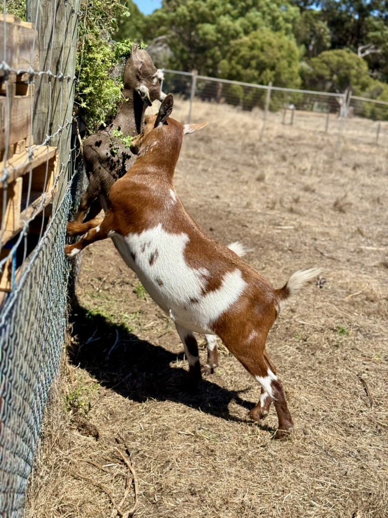 Two goats stand on their hind legs against a wire fence, reaching up to nibble leafy vines. A dry paddock and trees are visible in the background.