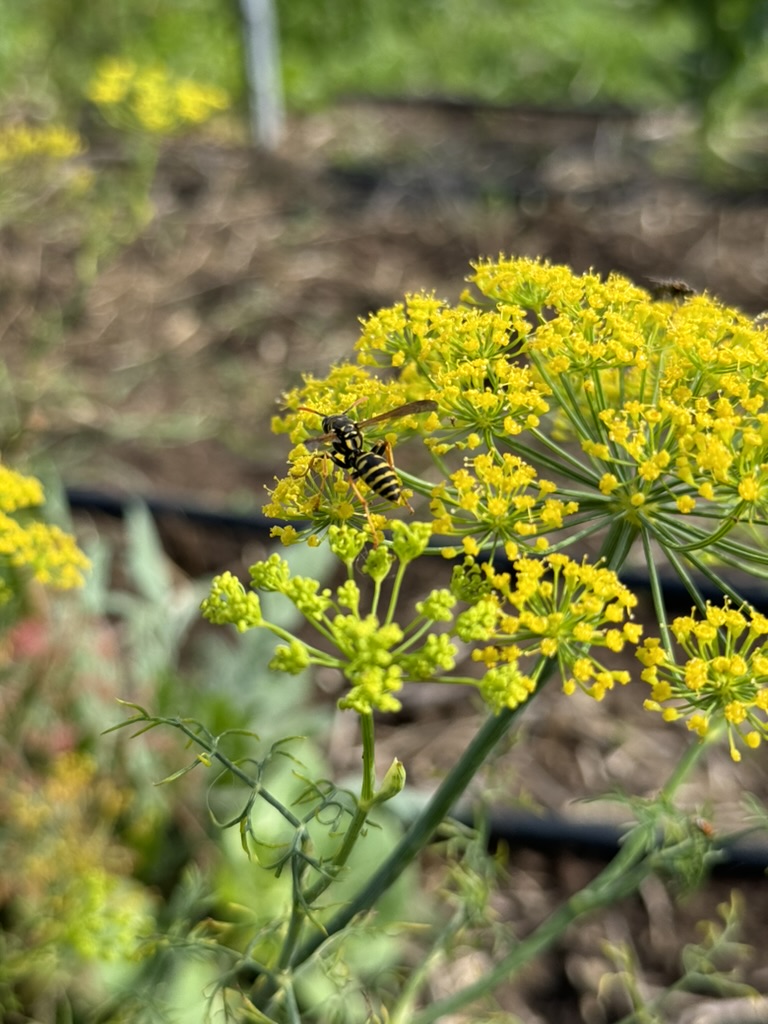 Close-up of a black-and-yellow striped insect perched on small yellow flower clusters, with green stems and buds in the foreground. The background is blurred garden soil and greenery.