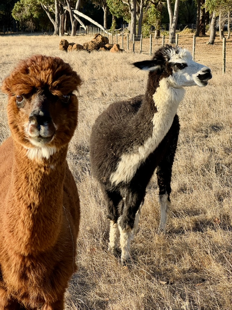 Two alpacas stand in a dry grassy paddock, one brown alpaca close to the camera and a black-and-white alpaca beside it. A wire fence and trees line the background, with several alpacas lying down farther back.