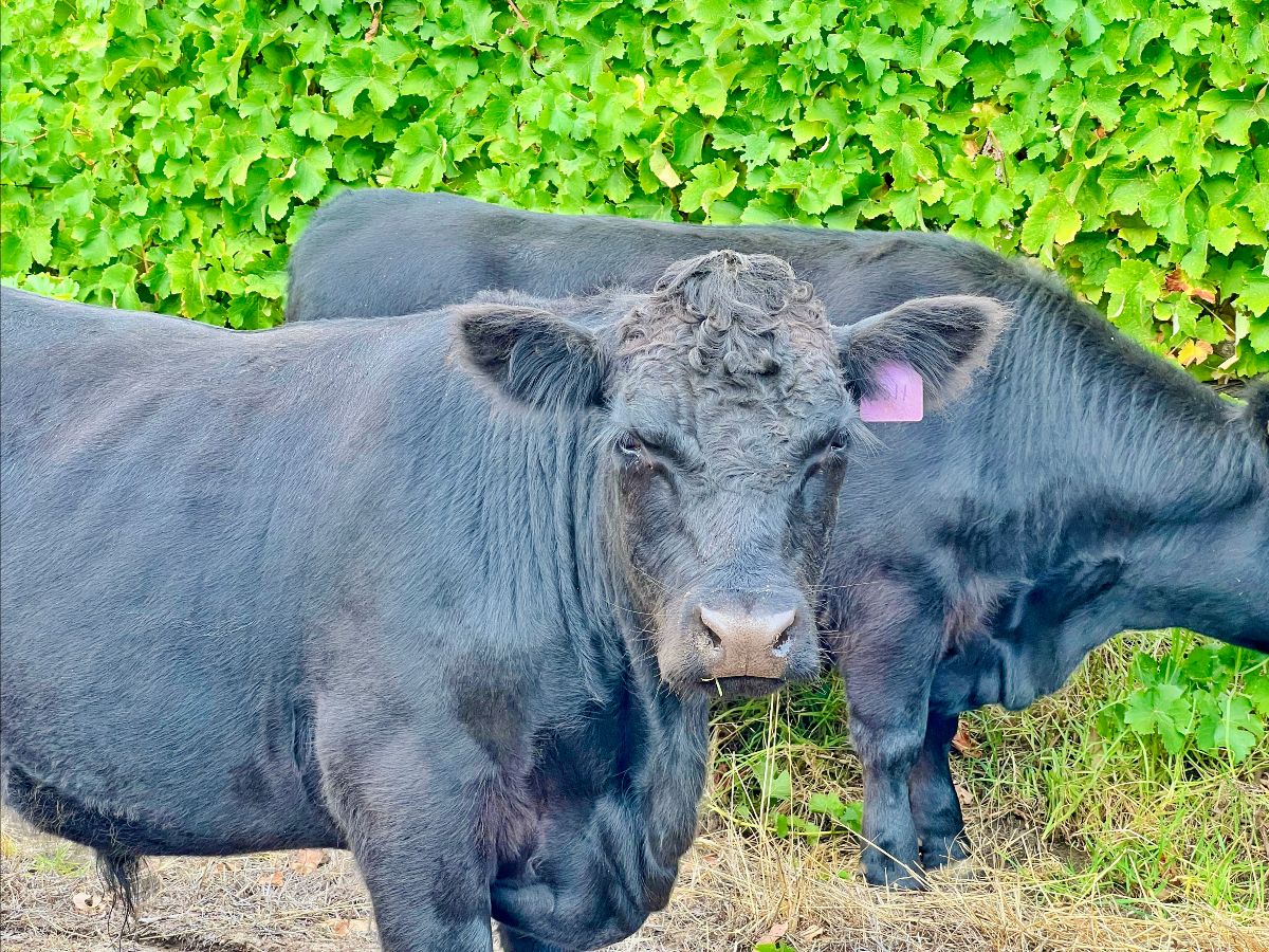 Two black cows stand in front of a dense green leafy hedge, with the nearer cow facing the camera and a pink ear tag visible. The other cow stands behind it, partly turned away.
