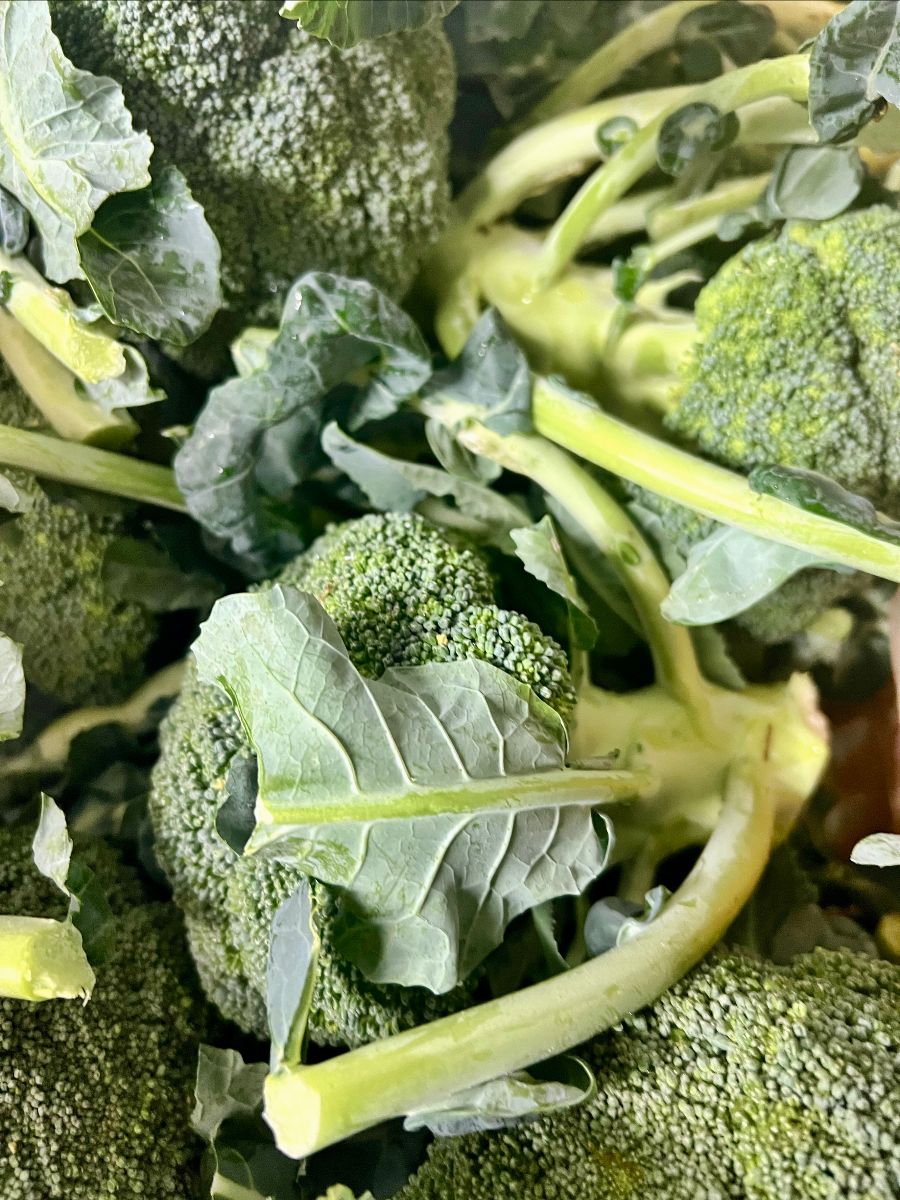 Close-up of several fresh broccoli heads with long green stems and leafy greens. The broccoli fills the frame with a few water droplets visible on the surface.