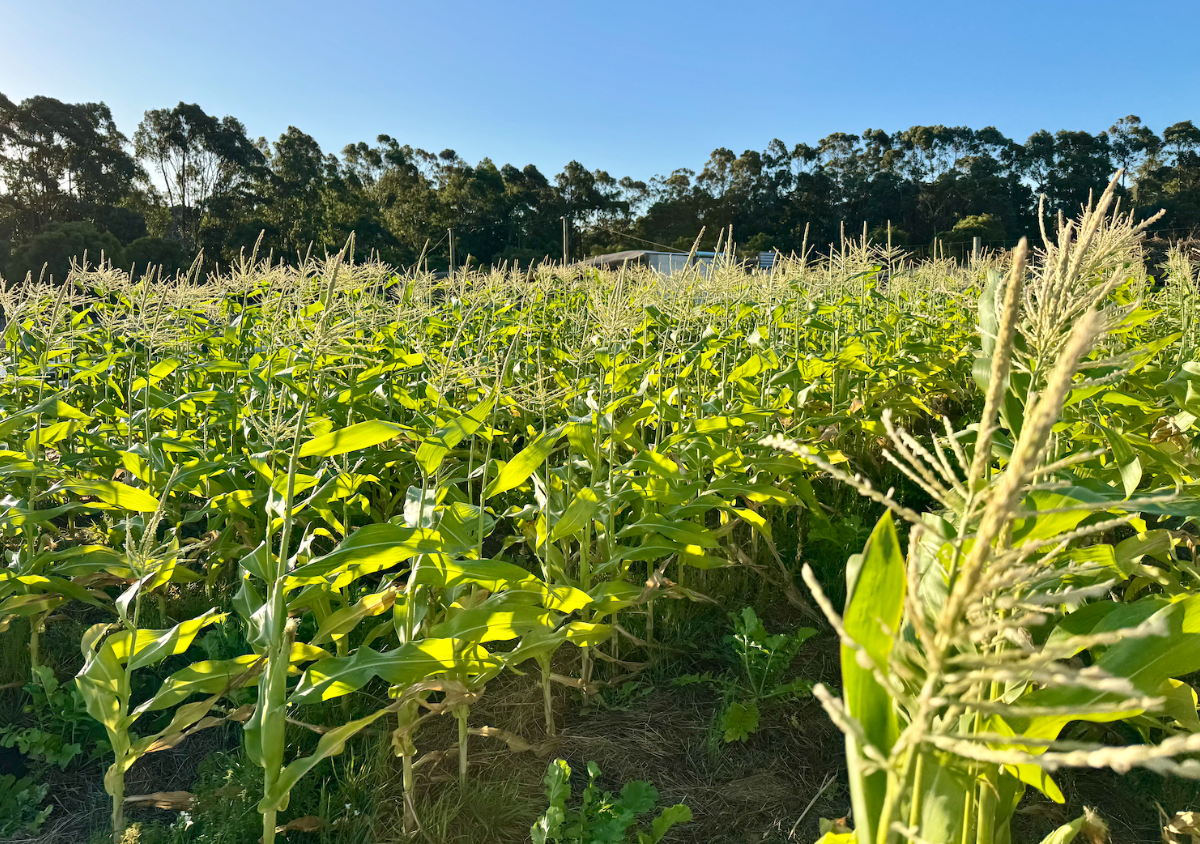 A sunlit cornfield with tall green stalks and tassels fills the foreground. Trees and a clear blue sky form the background.