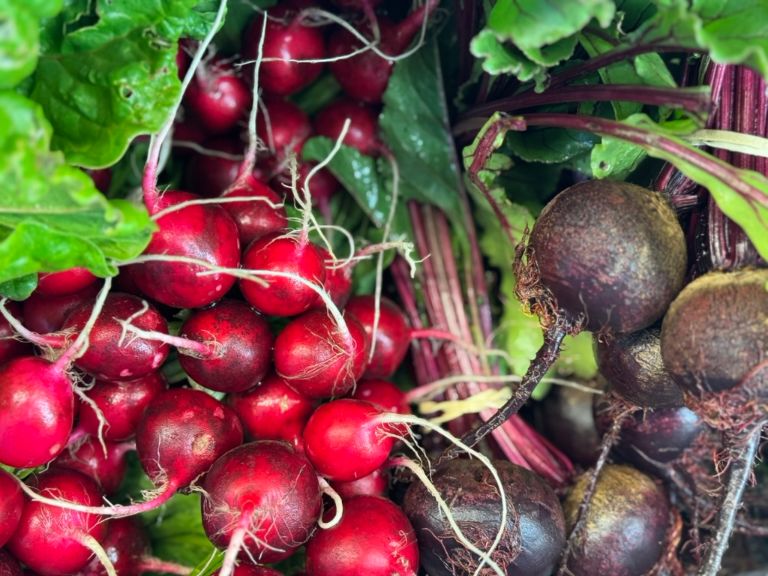 Close-up of fresh red radishes with leafy greens and thin white roots. Dark purple beets with stems and greens are piled beside them.