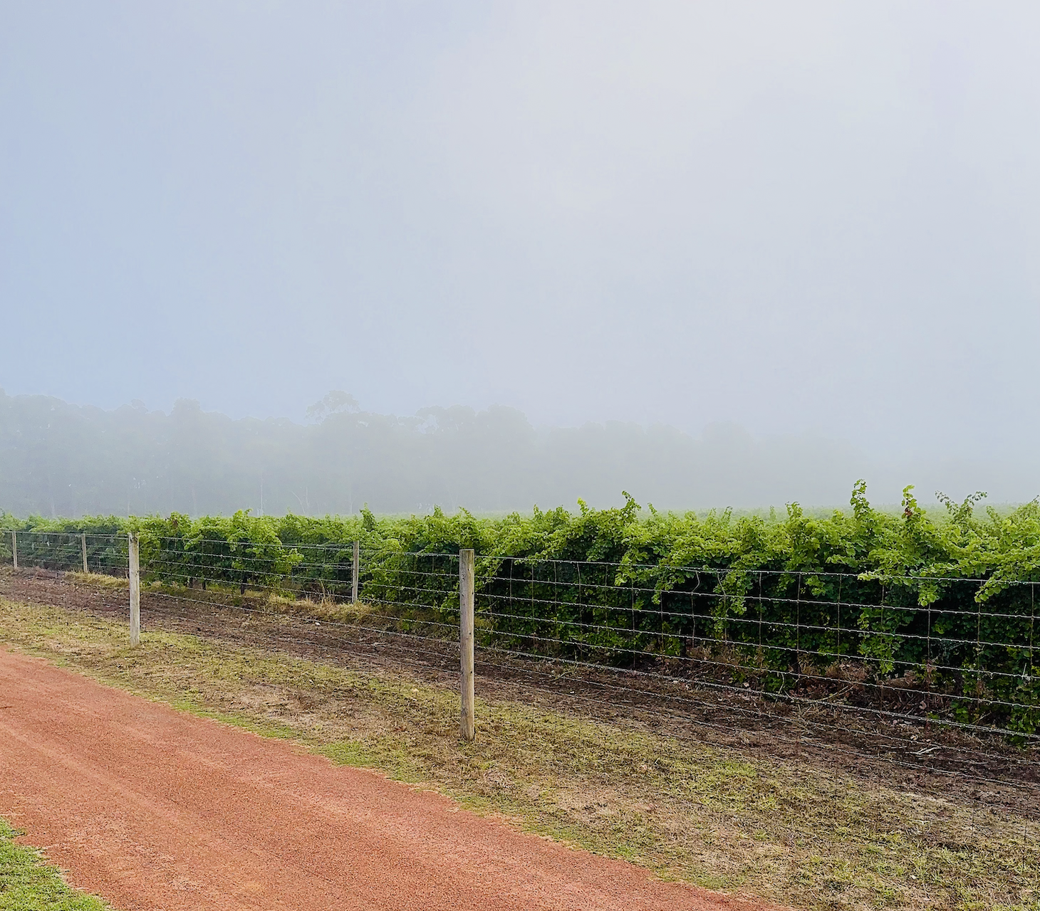 Rows of green vines grow behind a wire fence with wooden posts along a dirt strip. A reddish path runs in the foreground, with a misty tree line under a pale blue sky in the background.