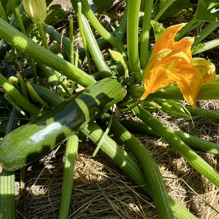 Close-up of a green zucchini growing on the plant among long stems and leaves on straw-covered ground. A large orange squash blossom is open beside the zucchini.