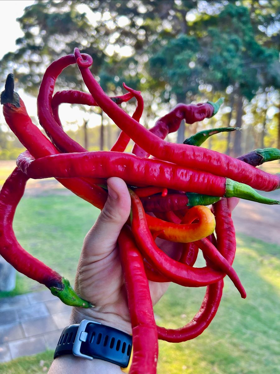 A hand wearing a black watch holds a bunch of long, curved red chili peppers with green stems and one orange-yellow pepper. The background shows a blurred grassy yard and trees.