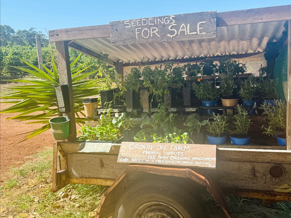 Wooden farm stand on a trailer with a corrugated roof, filled with potted seedlings and plants in blue and tan pots. A hand-painted sign on top reads “Seedlings for Sale,” with another sign on the front reading “Grown on Farm.”