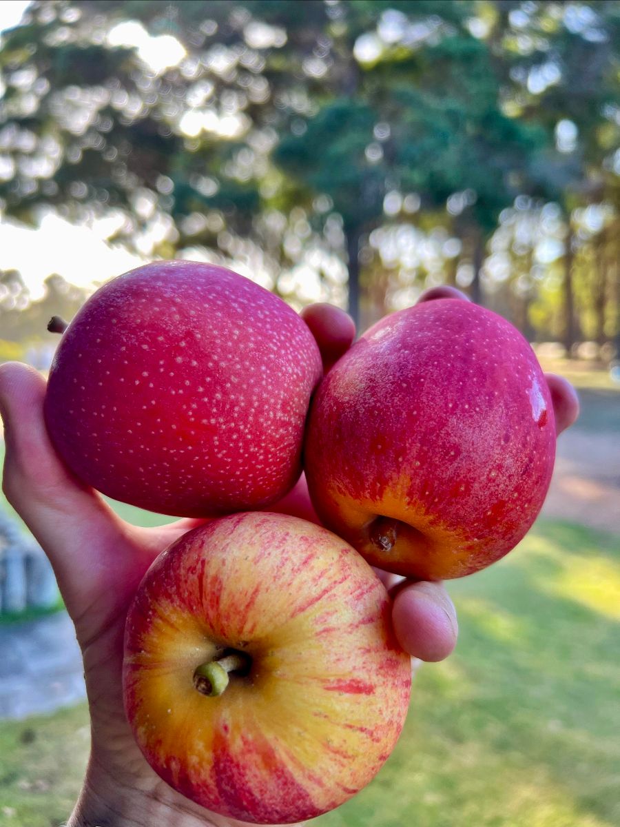 A hand holds three apples close to the camera: two deep red apples and one yellow apple with red streaks. The background is a blurred outdoor scene with grass and trees.
