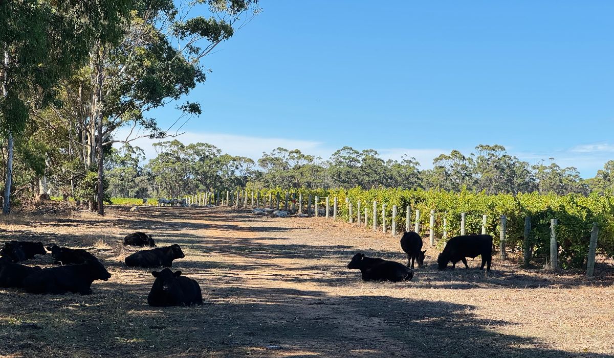 Several black cows rest and graze on a dirt track beside a fenced row of green vineyard vines. Tall trees line the left side under a clear blue sky.