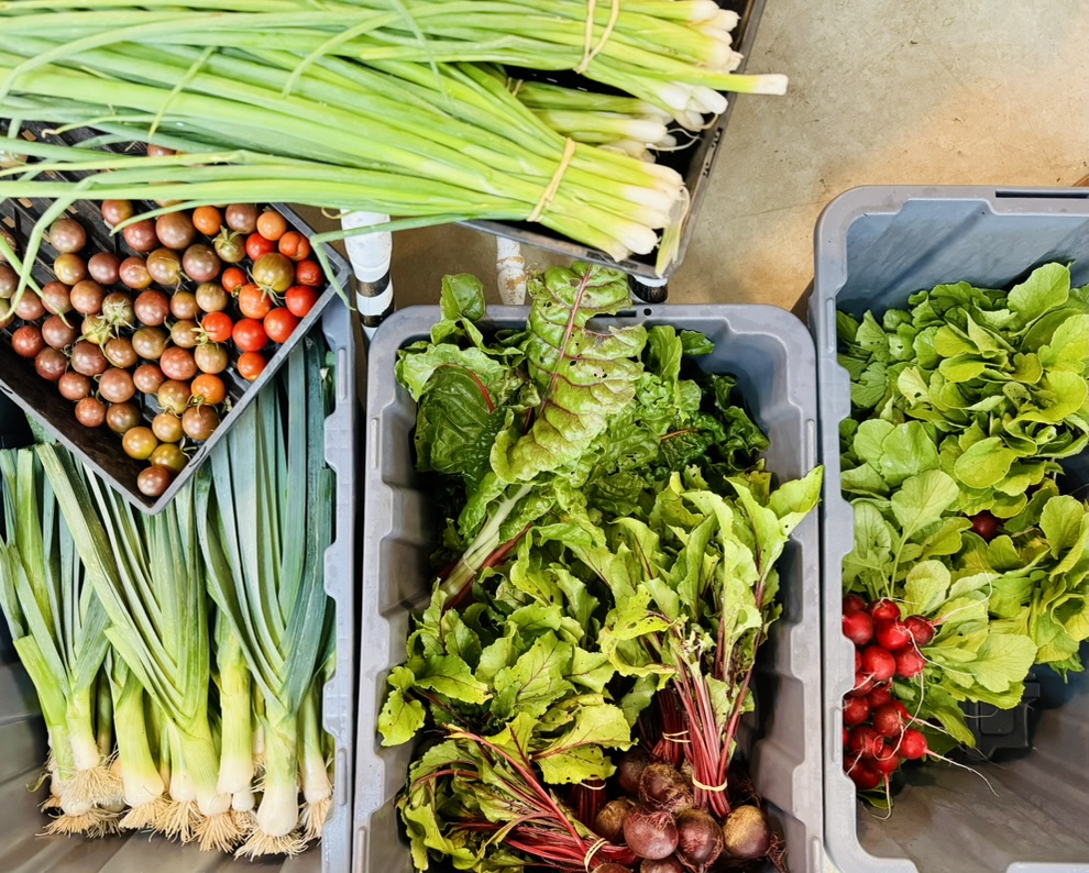 Overhead view of fresh produce in bins and crates, including bunches of green onions/leeks, mixed cherry tomatoes, leafy greens, beets with tops, and radishes. The vegetables are arranged on a concrete floor in grey totes and green crates.