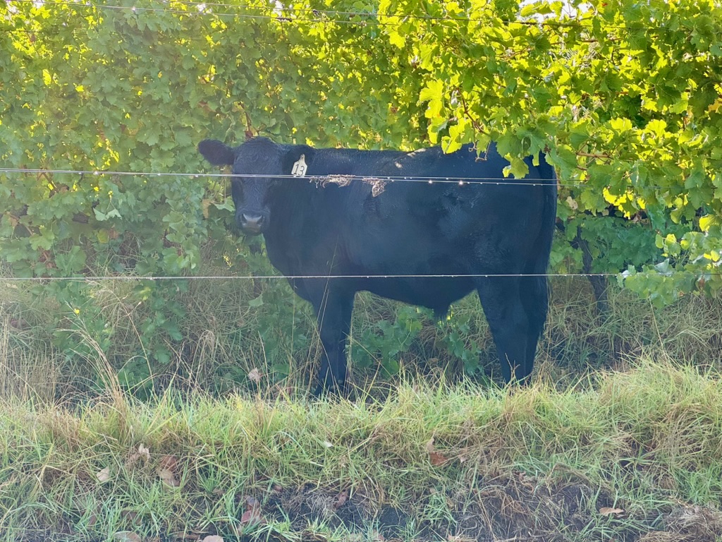 A black cow with an ear tag stands in tall grass behind a wire fence. Leafy green trees fill the background and cast shade over the cow.