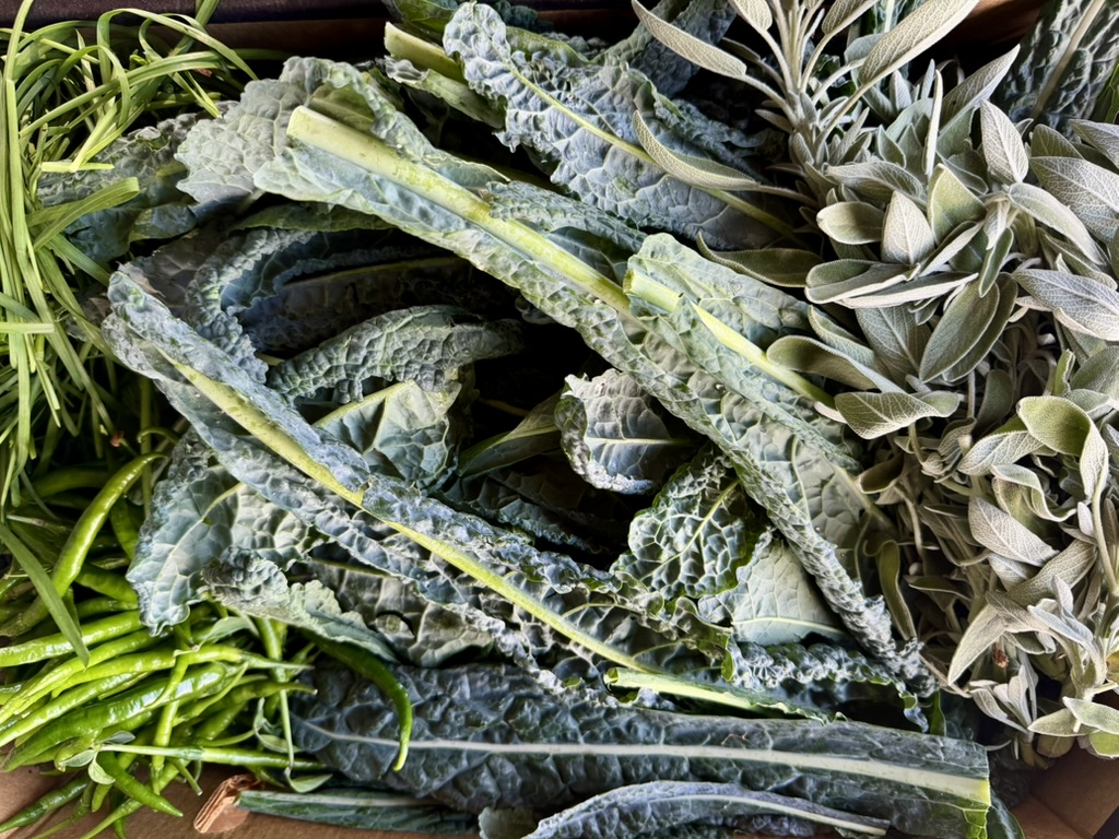 Close-up of fresh produce in a crate, with dark green lacinato kale leaves piled in the center. Long green beans and chives are on the left, and a bunch of fuzzy gray-green sage leaves is on the right.
