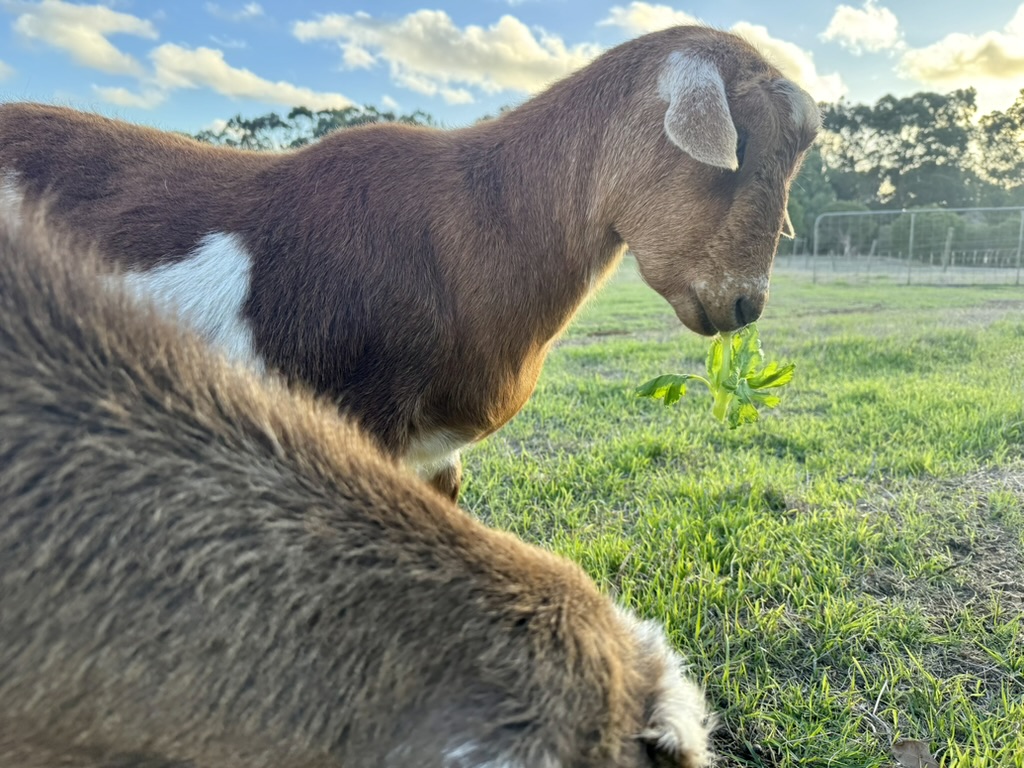 Brown-and-white goat standing in a grassy pasture, holding a leafy green stem in its mouth. Another goat is blurred in the foreground, with a fence line and trees under a partly cloudy sky in the background.