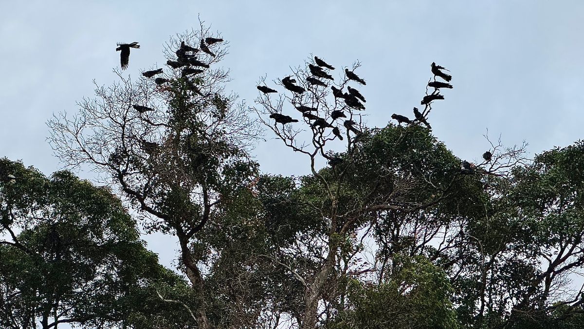A flock of dark birds perches on the bare upper branches of tall trees against a pale blue sky. Several birds are also captured in flight above the treetops.