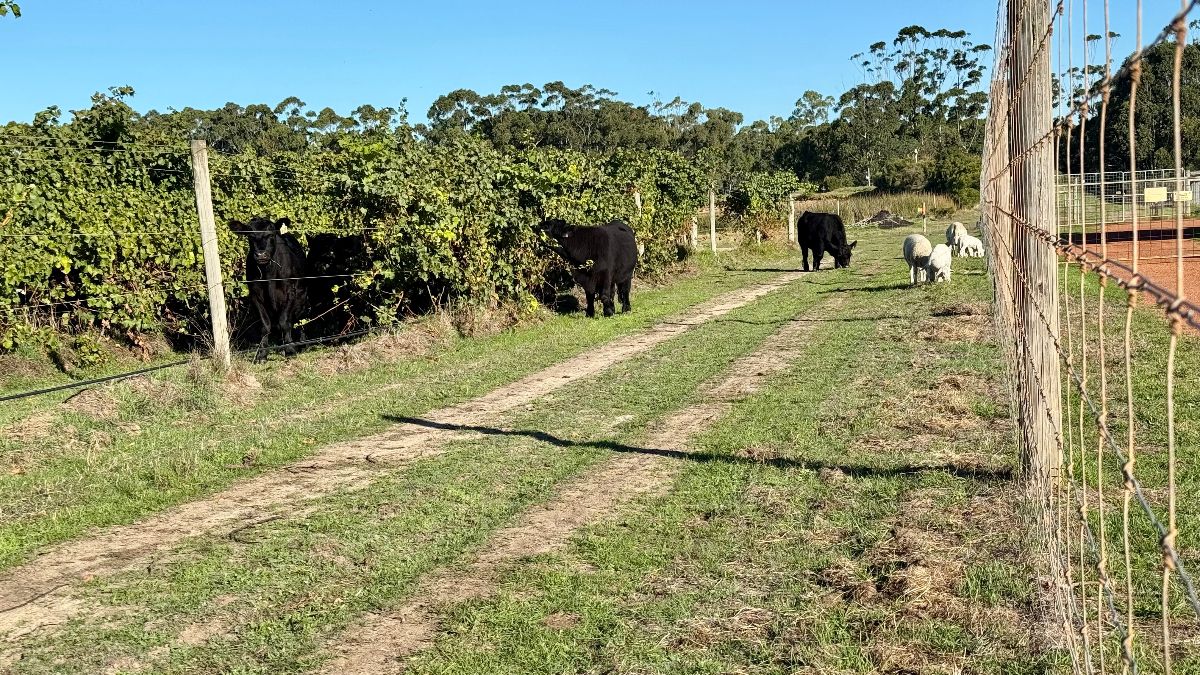 Dirt farm track running between fences, with grapevine rows on the left and several black cows standing near the vines. Two white sheep graze farther down the track beside more cows under a clear blue sky.
