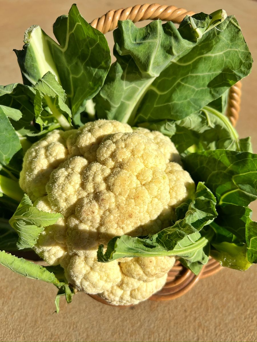 Close-up of a cauliflower with green leaves nestled in a wicker basket. The basket sits on a tan surface in bright sunlight.