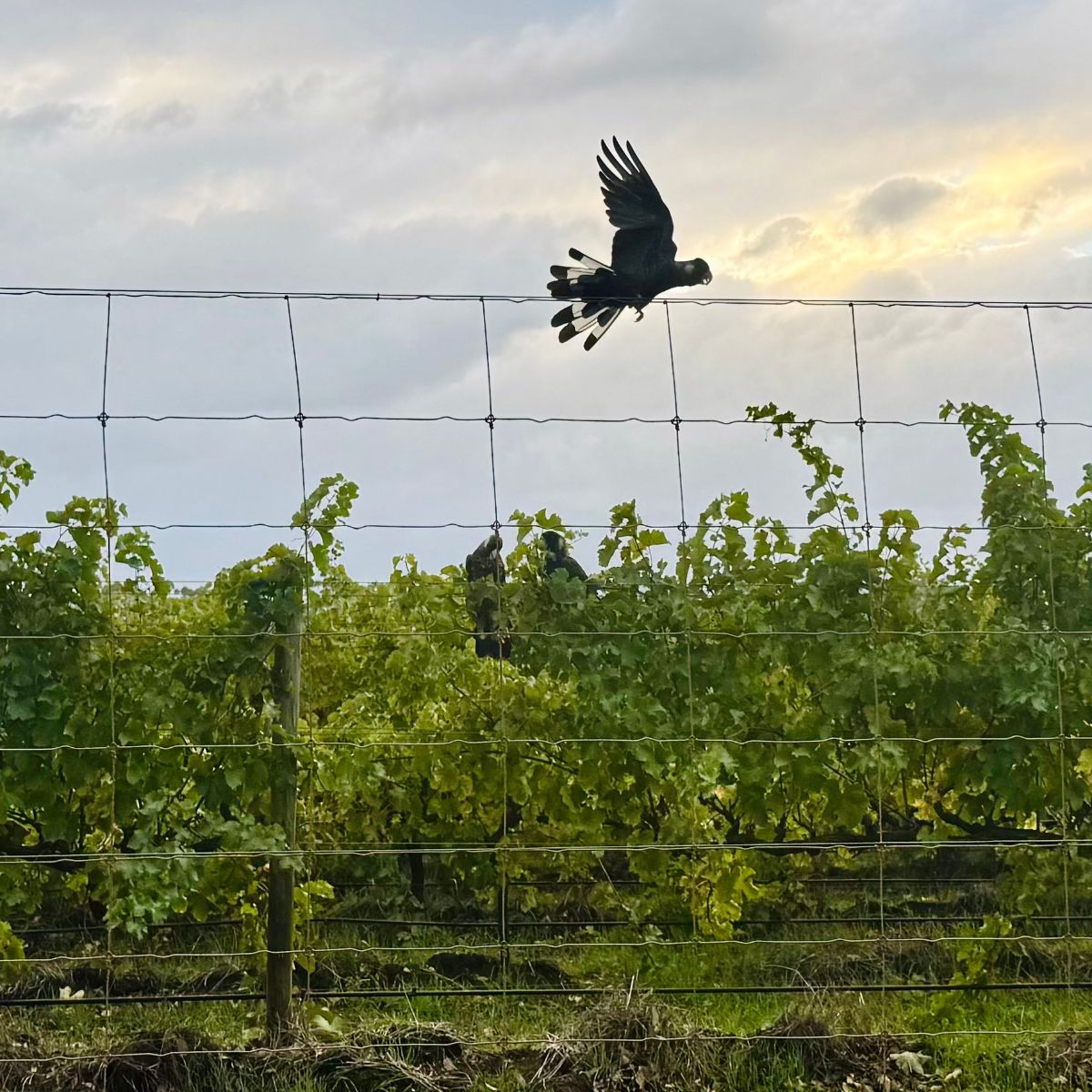 A black bird with wings spread flies above a wire fence over green vineyard rows. Two other dark birds perch on the fence, with a cloudy sunset sky in the background.