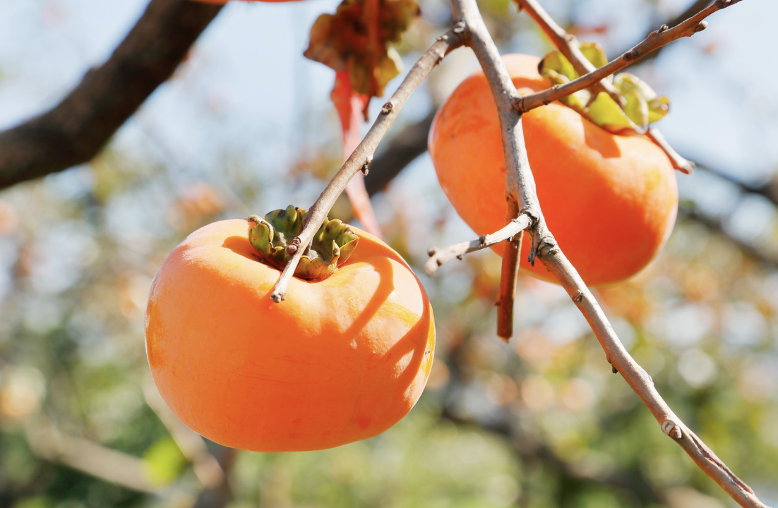 Two ripe orange persimmons hang from thin tree branches, with a few green leaves nearby. The background is softly blurred with sunlight and out-of-focus foliage.