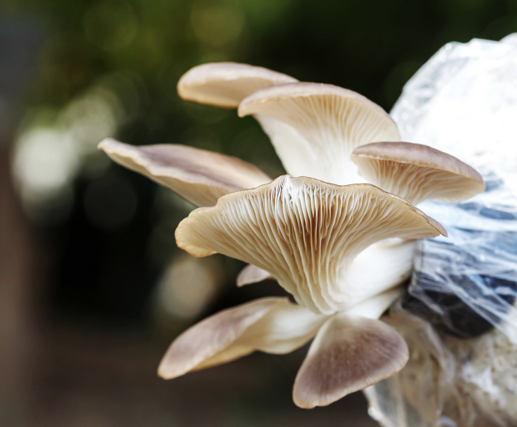 Close-up of several oyster mushrooms with pale gills and tan caps growing from a clear plastic-wrapped substrate. The background is blurred green and brown.