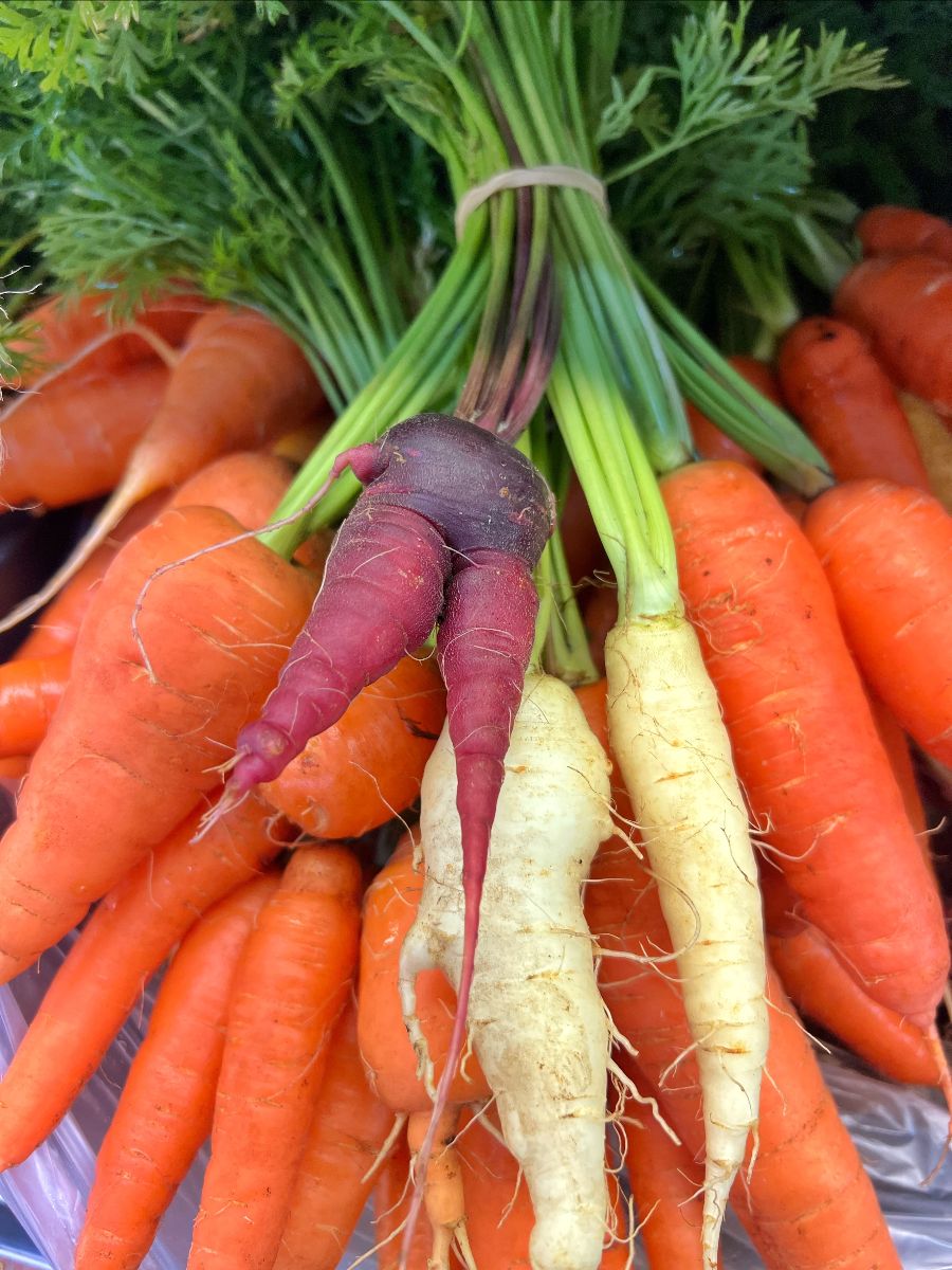 Close-up of a pile of fresh carrots with leafy green tops. Orange carrots fill the background, with a few pale and one purple carrot in the center.