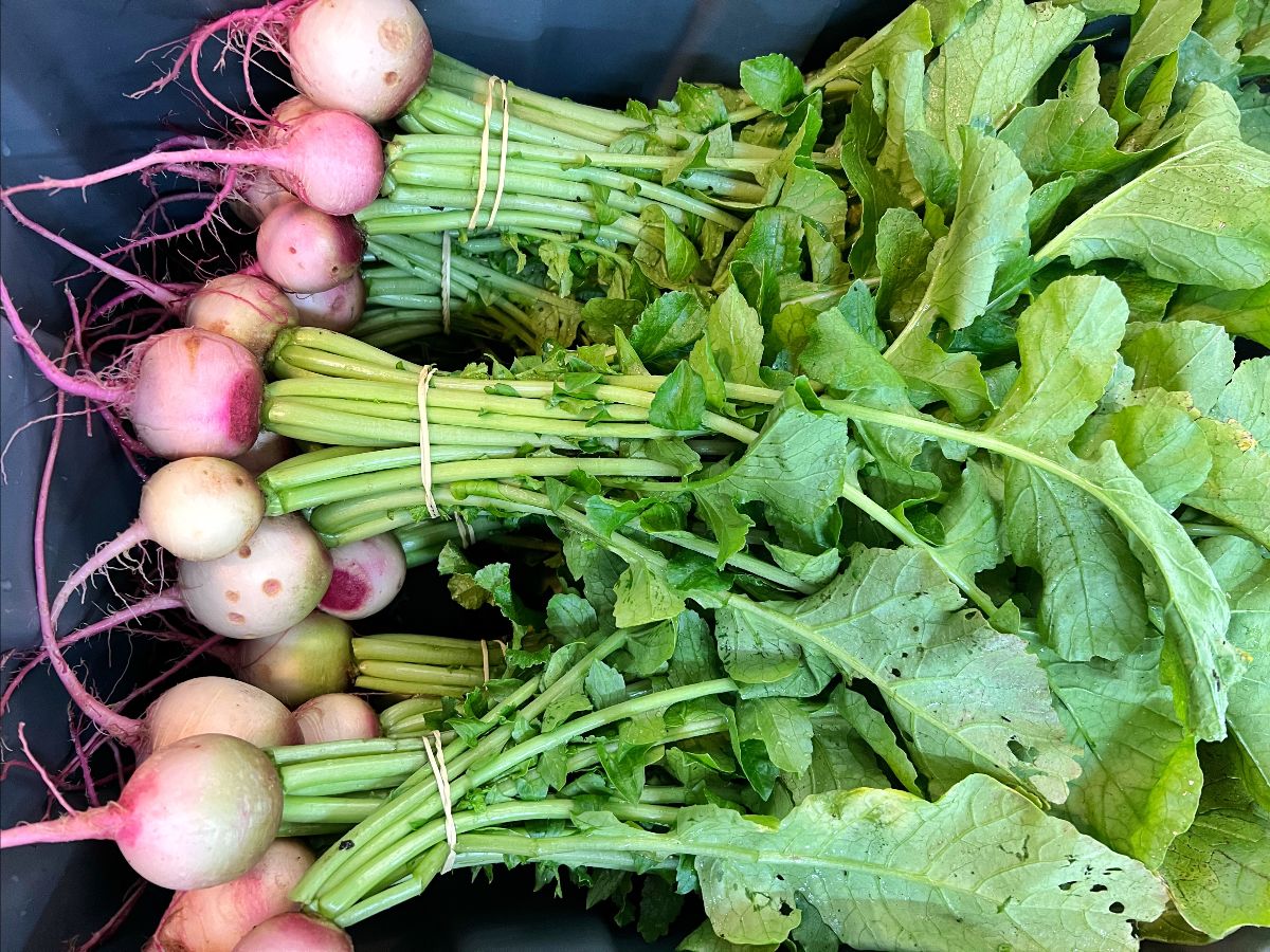 Bundles of pink-and-white turnips with long roots and leafy green tops lie piled in a dark bin. The turnips are tied with rubber bands around their stems.