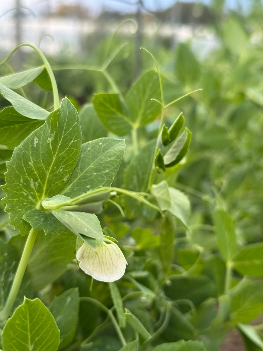 Close-up of green pea plant leaves and curling tendrils with a single pale white flower hanging beneath a leaf. The background shows more blurred green foliage.