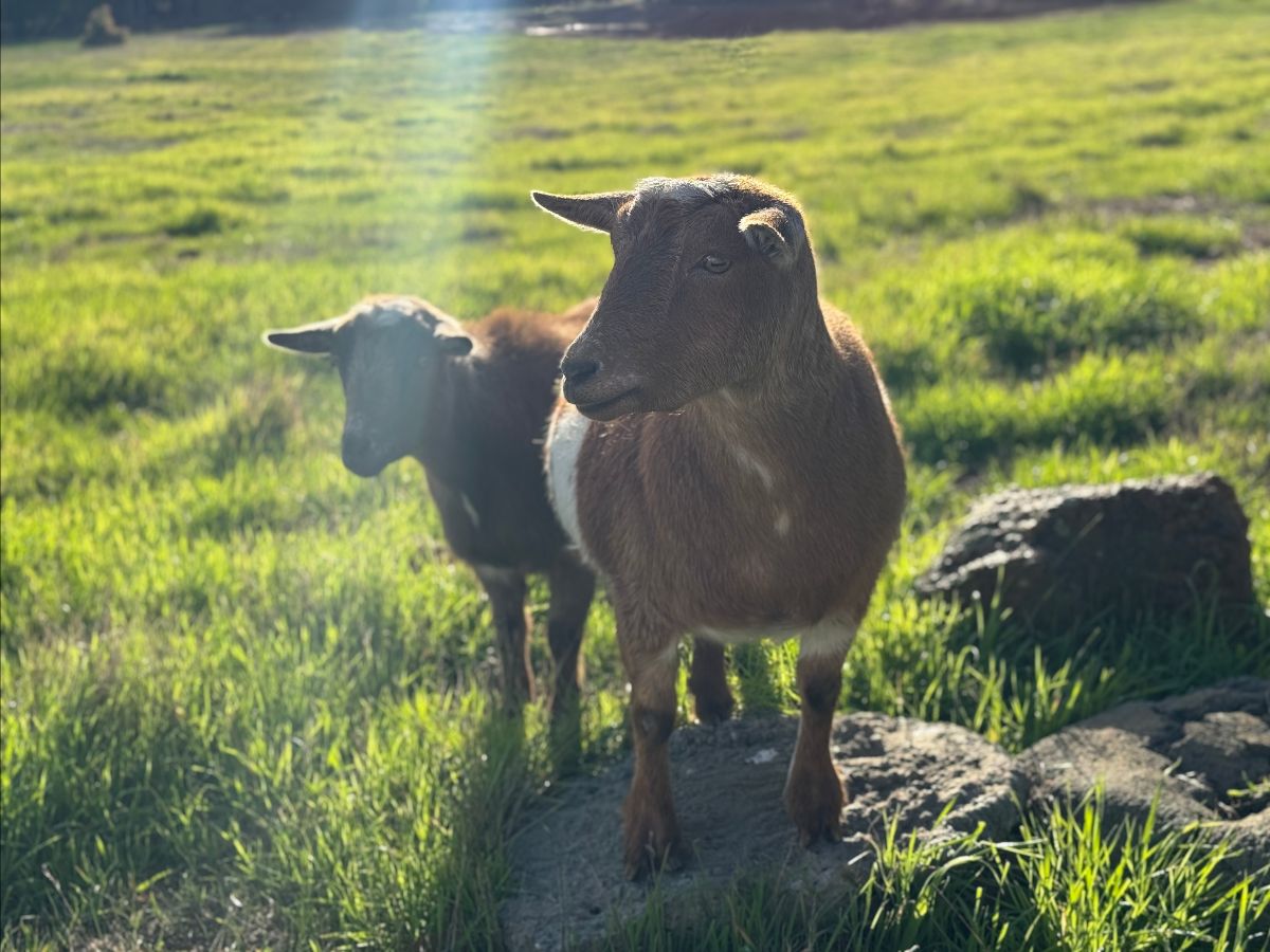 Two brown goats stand in a sunlit grassy field, with the closer goat in sharp focus on a rock and another goat behind it. A soft sun flare crosses the upper part of the frame.