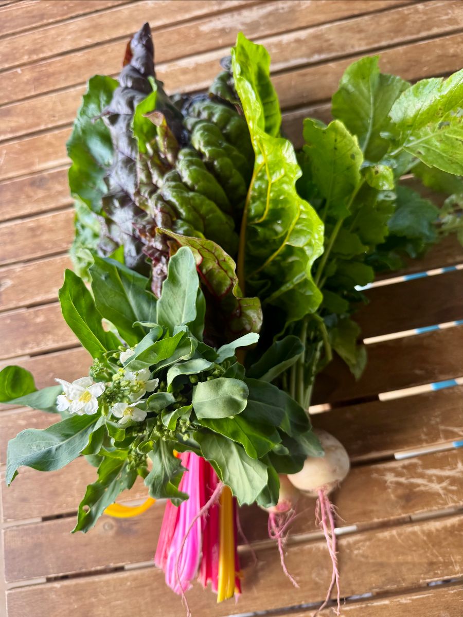 Bundle of freshly picked leafy greens with colorful chard stems and white roots, lying on a wooden slatted surface. The leaves fan out across the top of the frame.